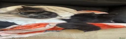Mixed Breed cats for sale: Three black kittens  - Advert 23