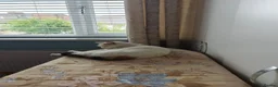 Domestic Shorthair cats for sale: Mother & Son Domestic Shorthair Cats  in Birmingham - Advert 22