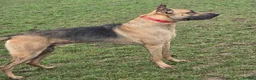 Mixed Breed dogs for sale: Mali cross shepard  - Advert 5