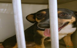 Mixed Breed dogs for adoption: 🐾 Ollie – a soft soul waiting for kindness ❤️ - Advert 3