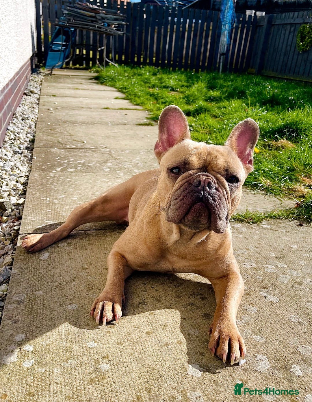 French Bulldog dogs for sale: 🩷Loving Family Dog Looking for a New Home🩷 - Advert 3
