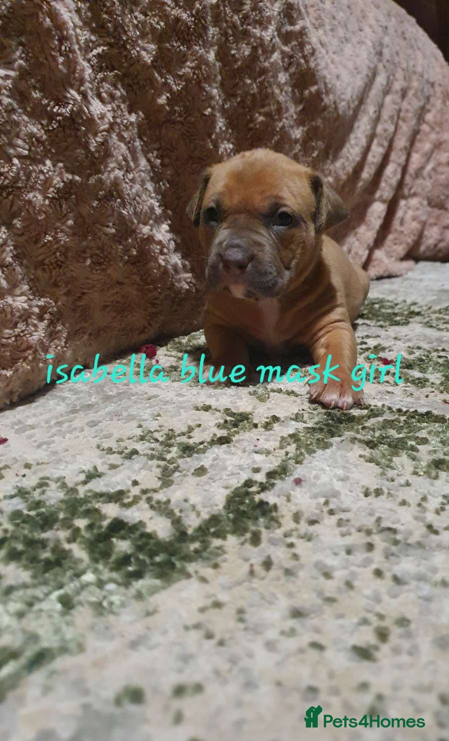 American Bulldog dogs American bulldog puppies - Advert 4