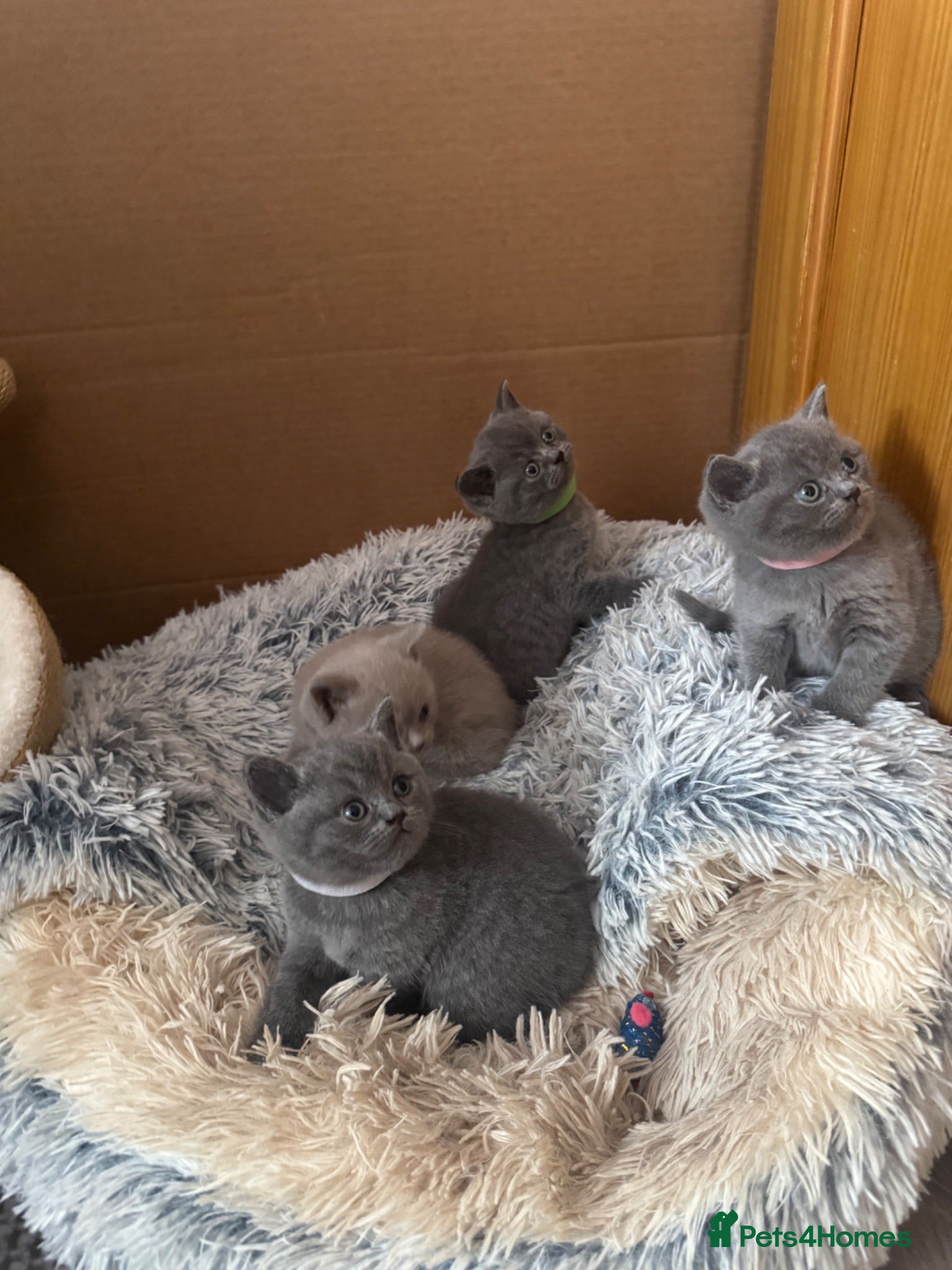 British Shorthair cats 4 British Shorthair Kittens For Sale - Advert 1
