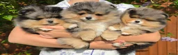 Pomeranian dogs for sale: Stunning Rare Merle Pomeranian - Advert 5