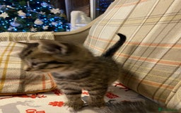 Mixed Breed cats for sale: Male tabby and Calico female  - Advert 18
