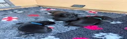 Labrador Retriever dogs for sale: 6 Black Boys and 1 Chocolate boy  in Chippenham - Advert 23
