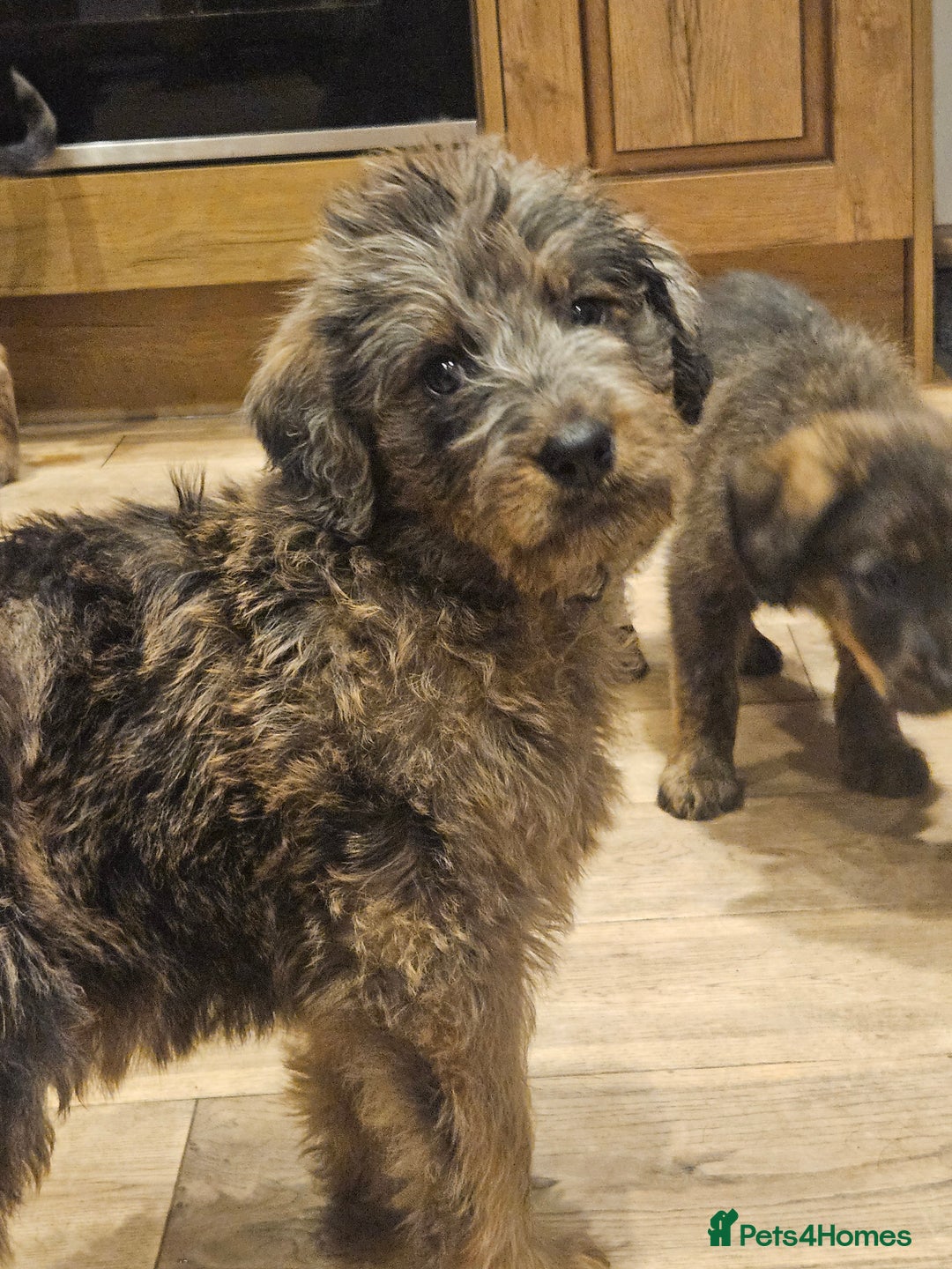 Mixed Breed dogs for sale: Rottweiler x poodle puppies ✨️ready now✨️ - Advert 13