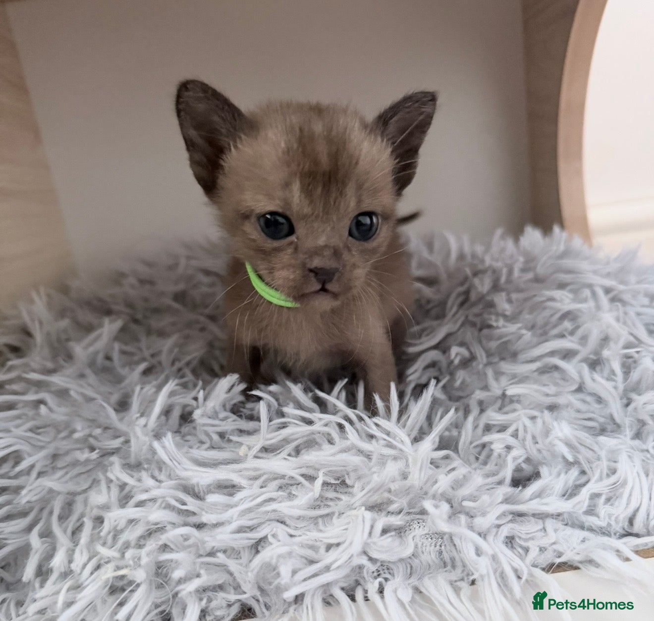 Burmese cats GCCF registered Burmese Kittens-Brown boy availabl - Advert 1