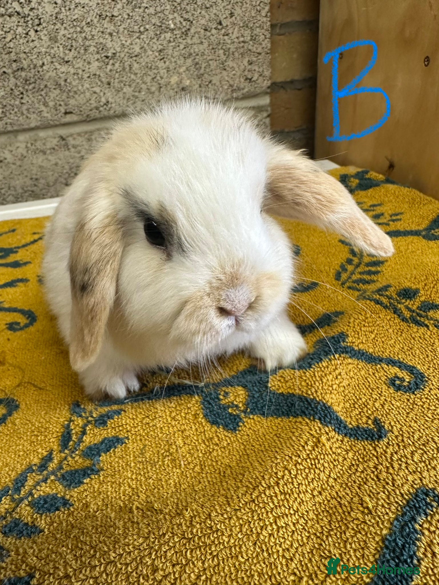 Mini Lop rabbits Mini Lop rabbits For Sale  - Advert 2