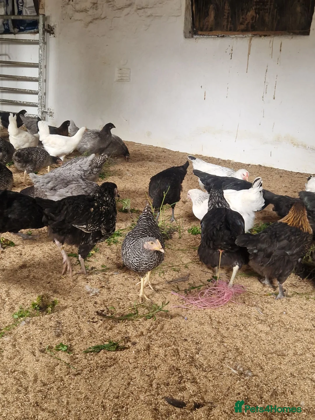 Mixed Breed poultry for sale: 50 hybrid laying hens  - Advert 8