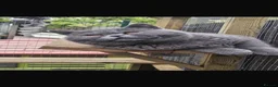 British Shorthair cats for stud: British shorthair  - Advert 12