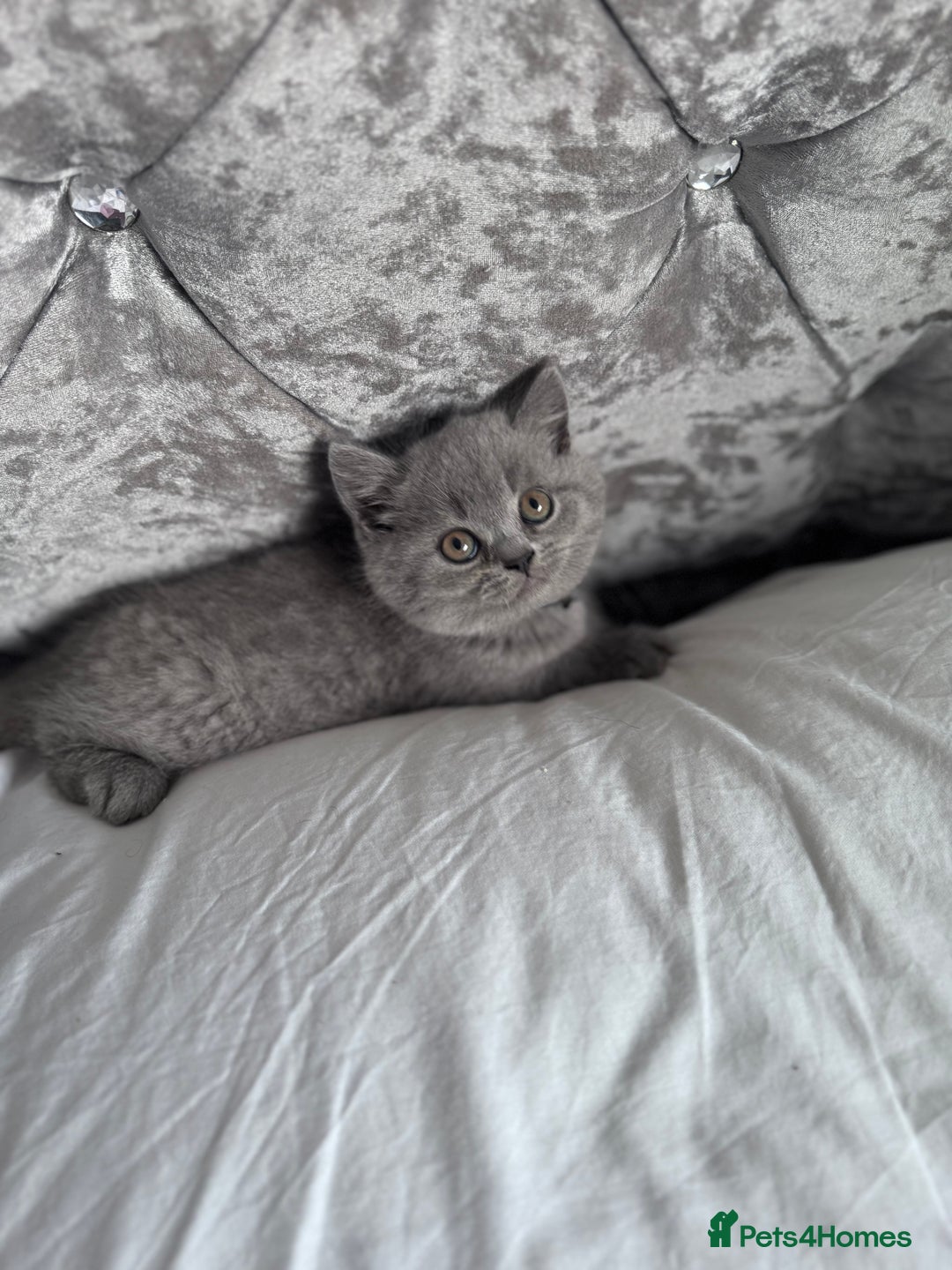 British Shorthair cats for sale: British shorthair kittens 🐈‍⬛ - Advert 26