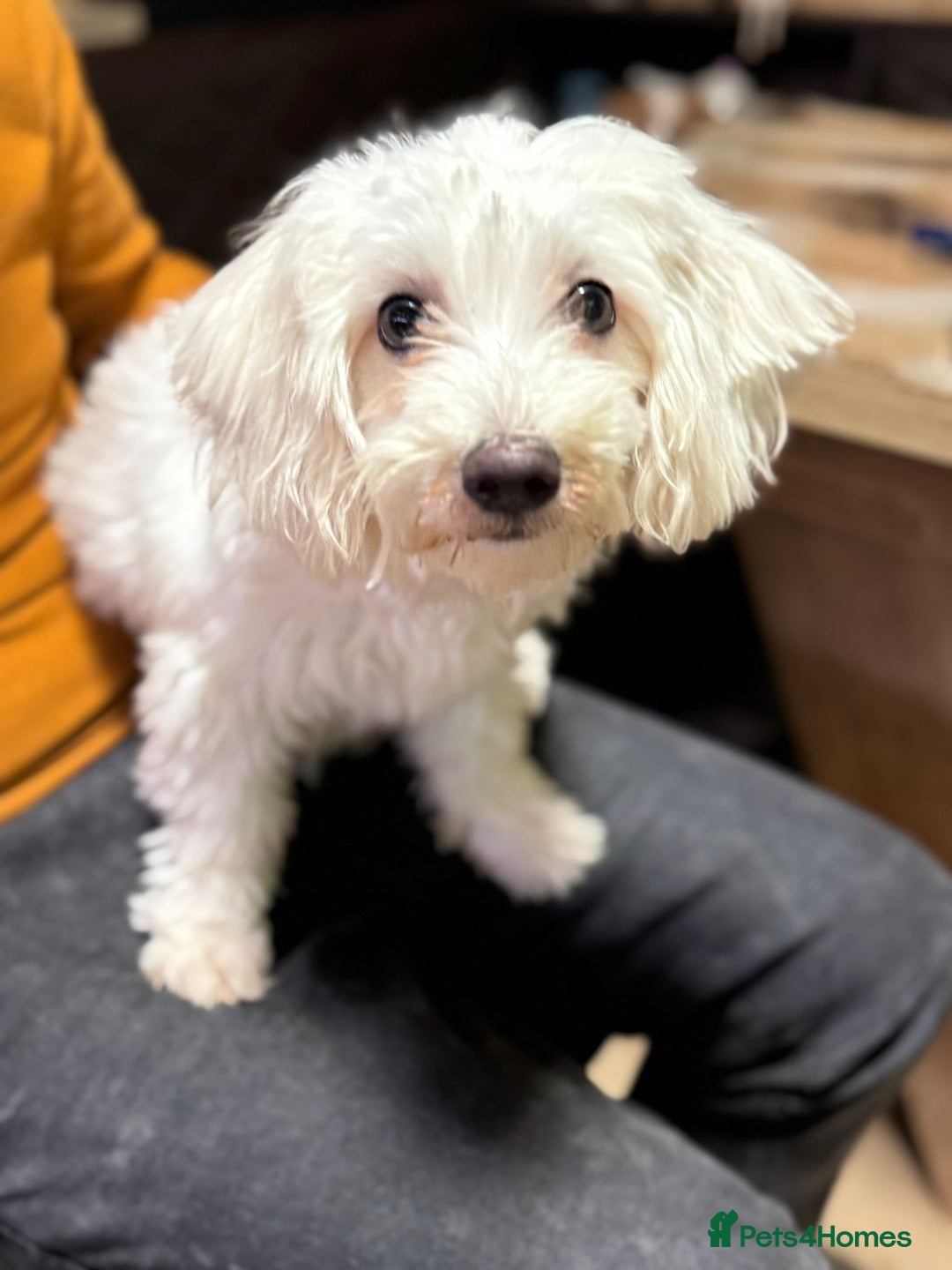 Bichon Frise dogs for adoption: Meet PACO - a Lovely little boy, for a Loving Home - Advert 14