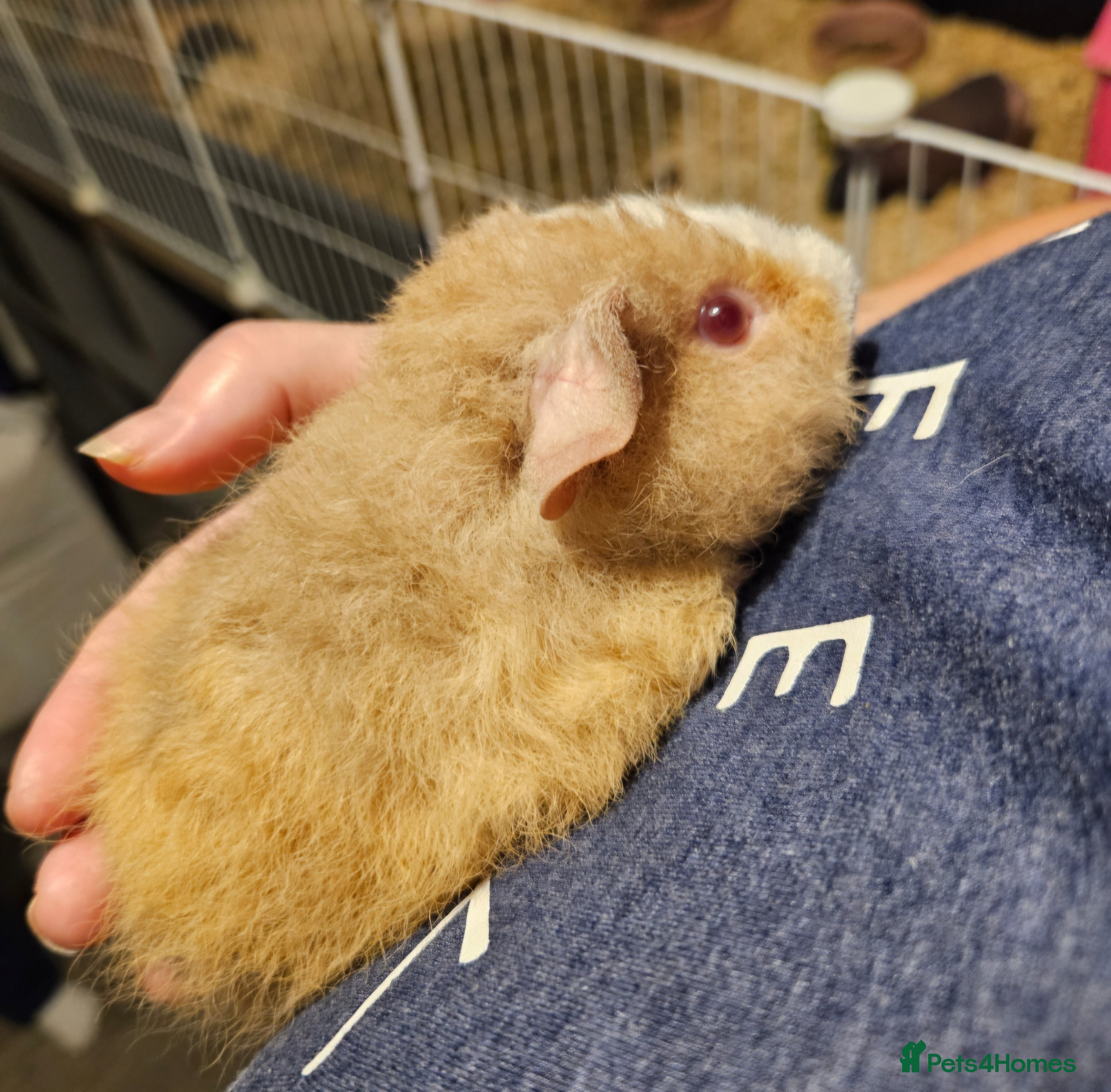 Guinea Pig rodents 2x baby boars four months old - Advert 14