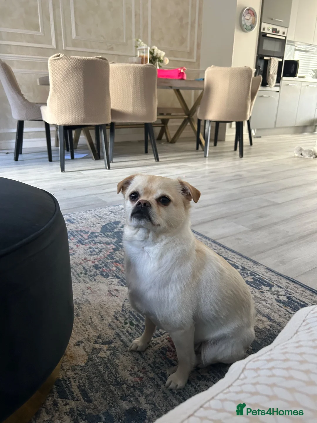 Mixed Breed dogs for sale: 3-Year-Old Pug × Pomeranian Male Dog in Snodland - Advert 5