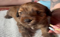 Mixed Breed dogs for sale: Beautiful DoxiPoo puppies  - Image 1