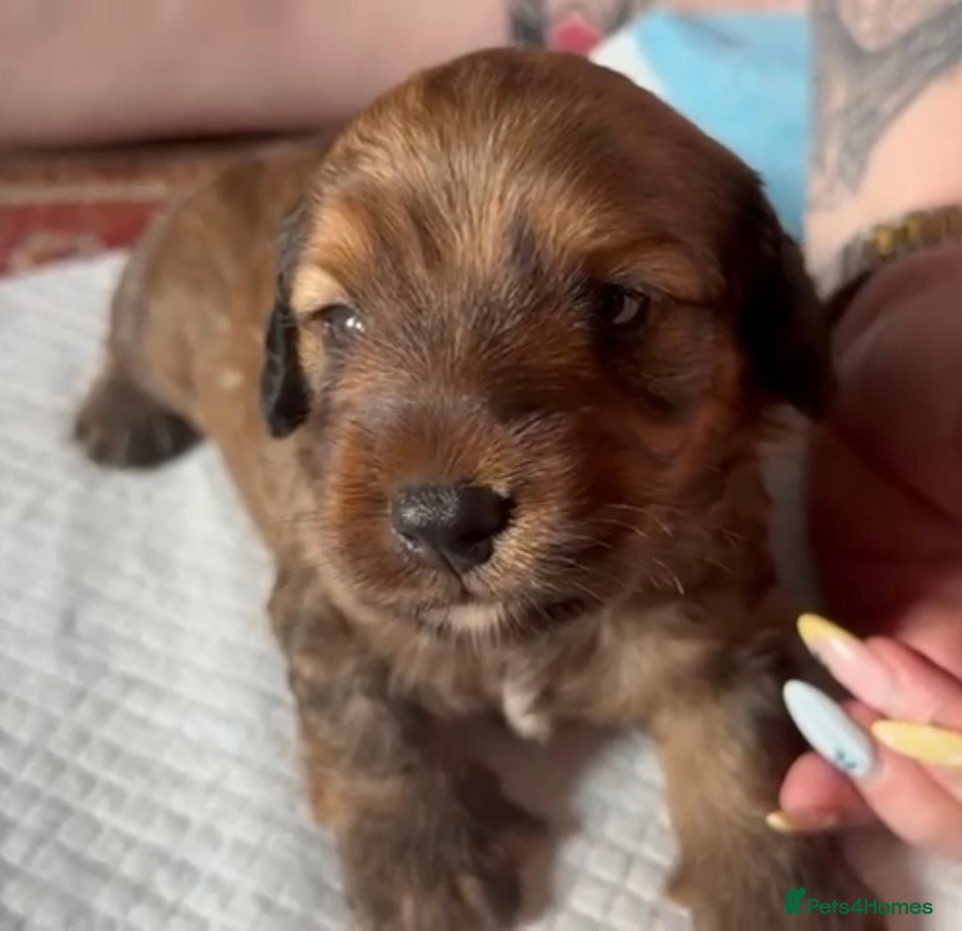 Mixed Breed dogs for sale: Beautiful DoxiPoo puppies  - Image 1