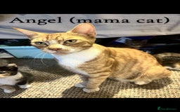 Mixed Breed cats for sale: Beautiful Tortoise ginger female kitten  - Image 4
