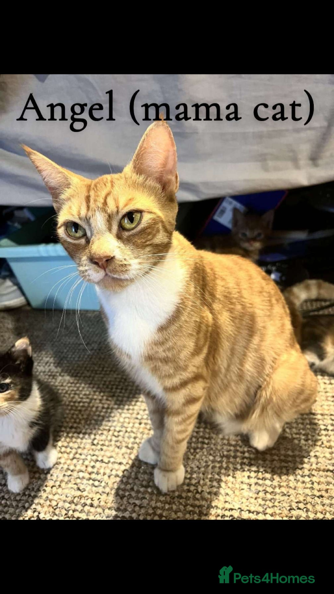 Mixed Breed cats for sale: Beautiful Tortoise ginger female kitten  - Image 4