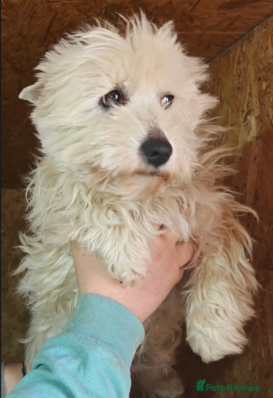 West Highland Terrier dogs for adoption: 🐾 FLAKE – Female West Highland Terrier 🐾 in West Malling - Advert 2
