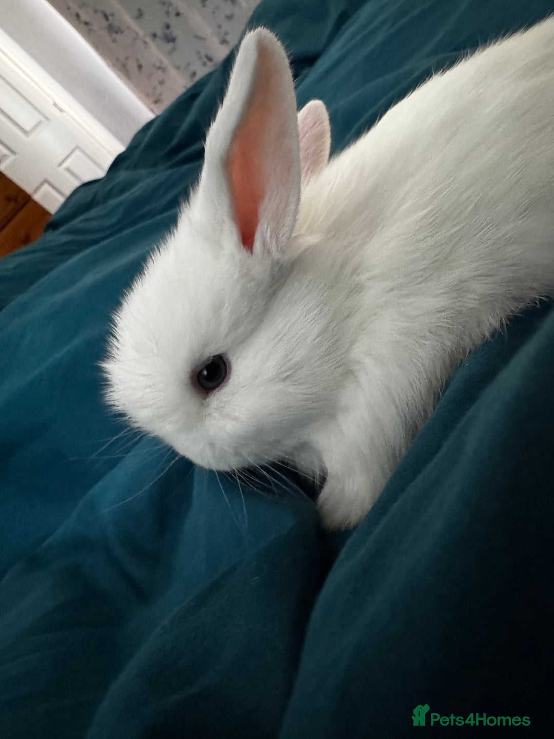 Mini Lop rabbits for sale: Mini Lop bunnies for sale  - Advert 36
