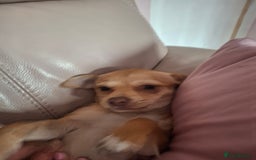 Chihuahua dogs for sale: Chihuahua 6 month old female - Image 8