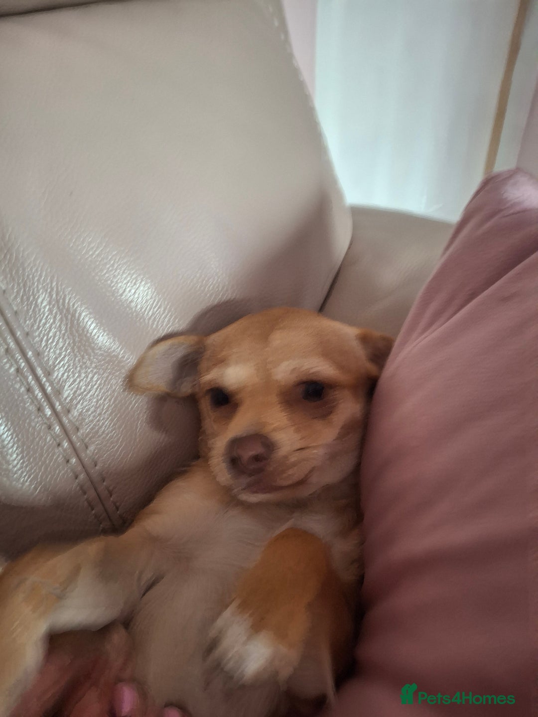 Chihuahua dogs for sale: Chihuahua 6 month old female - Image 8