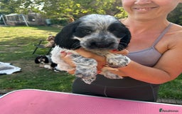 Cocker Spaniel dogs for sale: Show type- sired by Champion Lindridge Frontrunner - Image 28