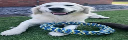 Golden Retriever dogs for stud: GENETICALLY CLEAR 🔥 OUTSTANDING STUD BEAR 🔥 - Advert 3