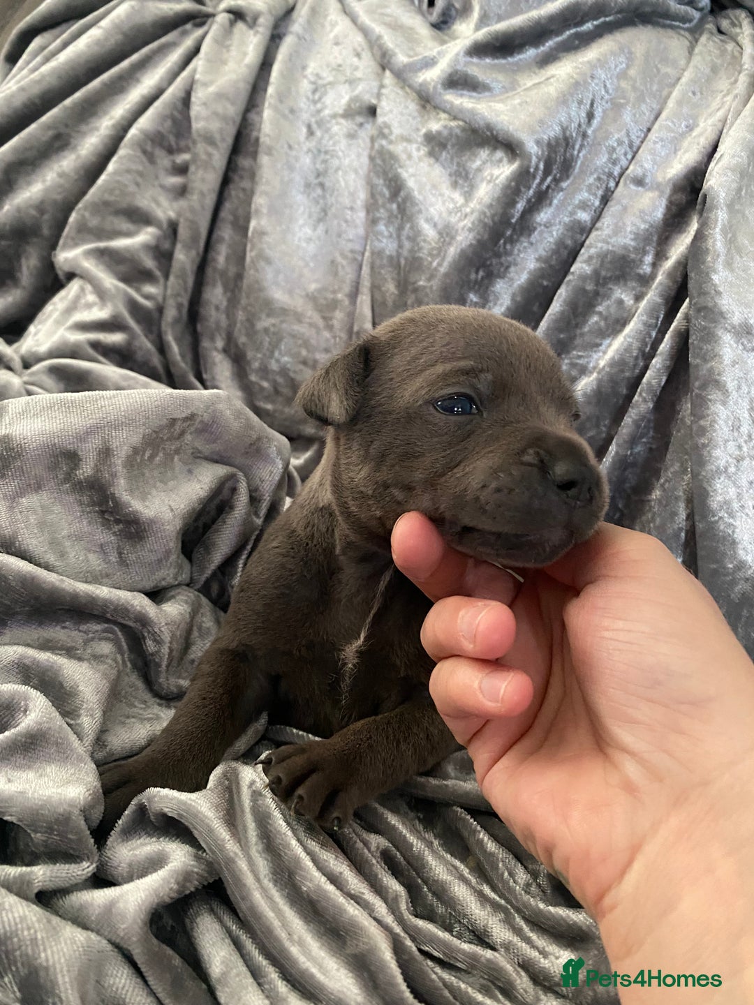 Staffordshire Bull Terrier dogs for sale: Blue Staffordshire bullterrier  - Image 3
