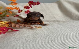 Miniature Dachshund dogs for sale: Beautiful chocolate and tan miniature dachshund  - Image 15