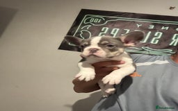 French Bulldog dogs for sale: French bull dog - Image 4