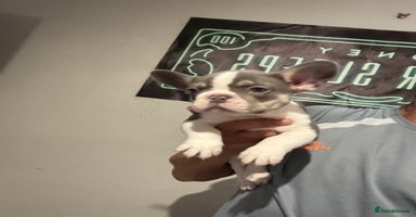 French Bulldog dogs - Advert 2
