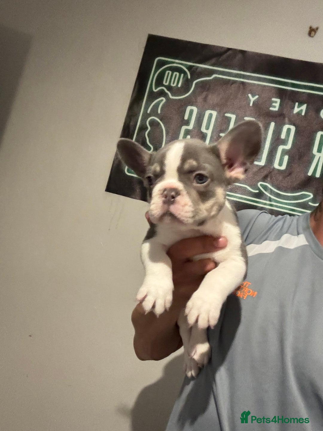 French Bulldog dogs for sale: French bull dog - Image 4