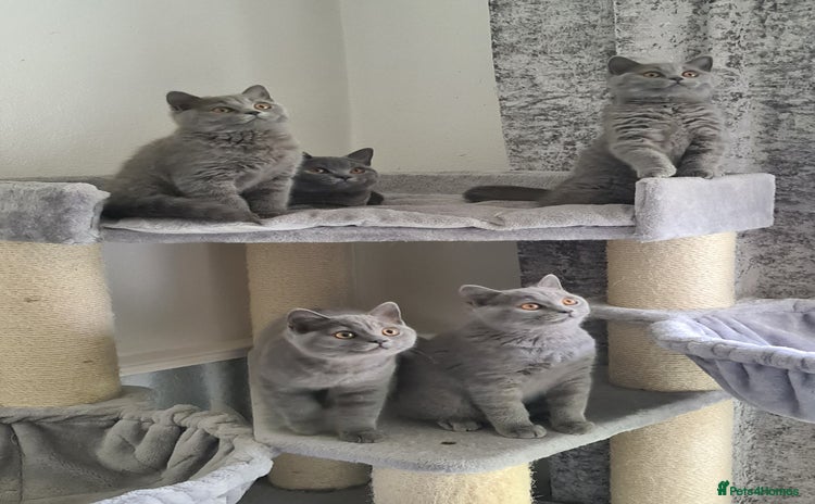 British Shorthair cats in Mexborough - Advert 4