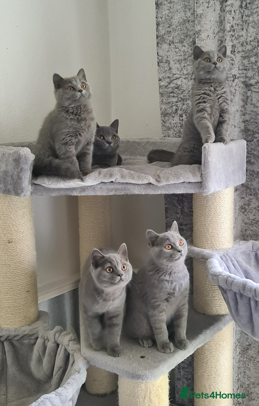 British Shorthair cats for sale: British Shorthair kittens READY NOW  in Mexborough - Image 1