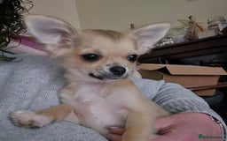 Chihuahua dogs for sale: Long haired chihuahua  - Image 6