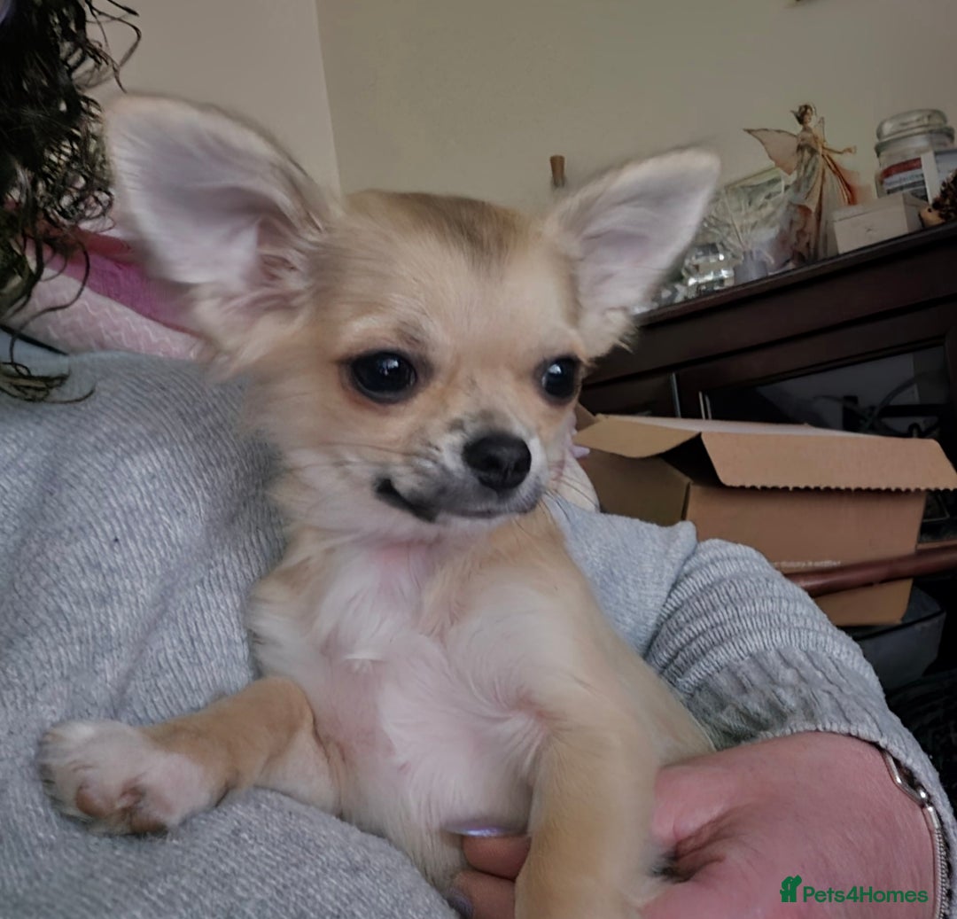 Chihuahua dogs for sale: Long haired chihuahua  - Image 6