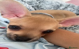 Mixed Breed dogs for sale: French bulldog x chihuahua  - Image 1