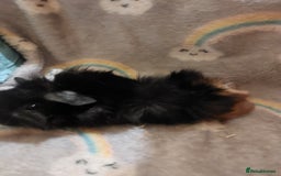 Guinea Pig rodents for sale: Beautiful guinea pigs  - Image 7