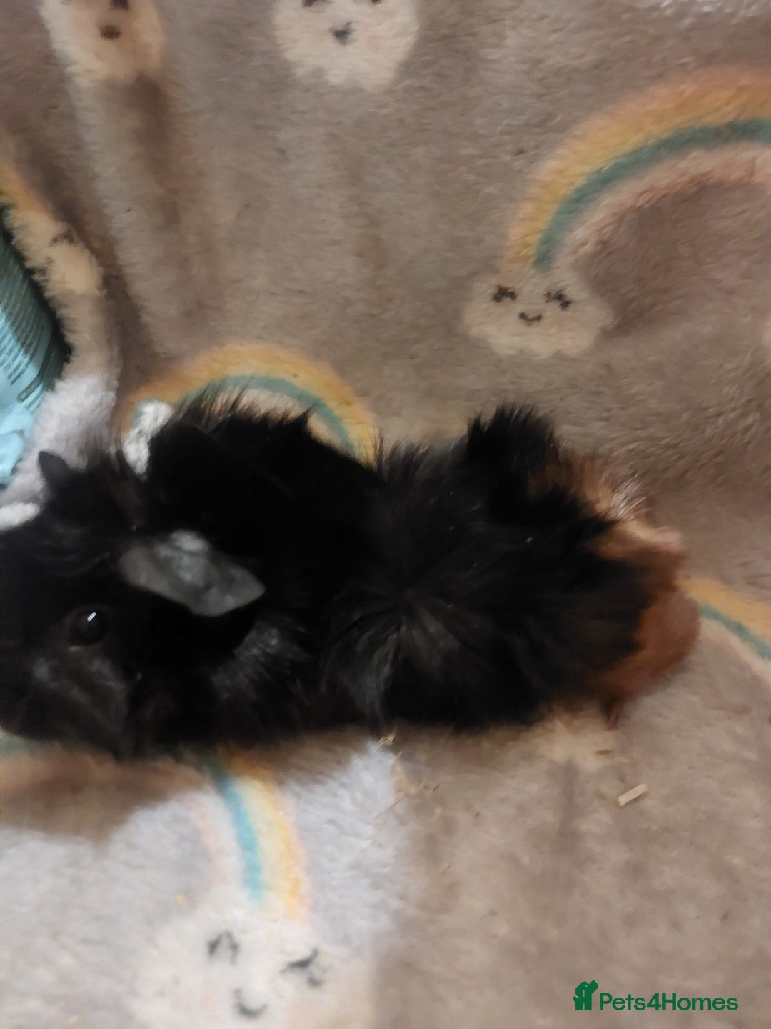 Guinea Pig rodents for sale: Beautiful guinea pigs  - Image 7