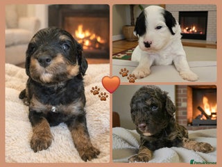 Cavapoo dogs STUNNING FULLY HEALTH TESTED F1B CAVAPOO - Advert 6