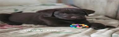 Labrador Retriever 1