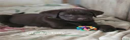 Labrador Retriever dogs for sale: For sale  - Advert 11