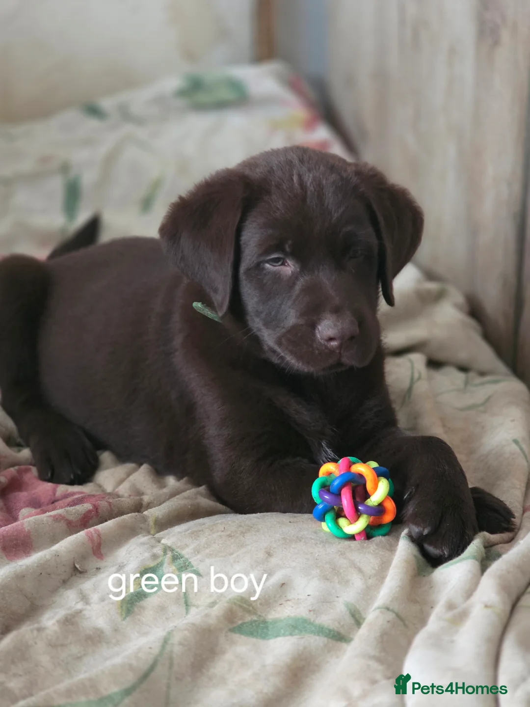 Labrador Retriever dogs for sale: For sale  - Advert 11