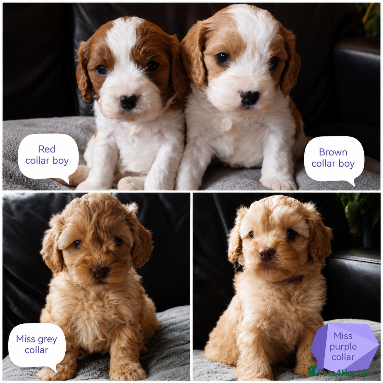 Cavapoo dogs F1b Toy cavapoo puppies Extensively health tested  - Advert 1