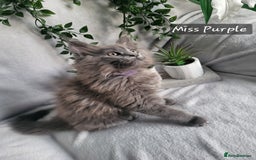 Maine Coon cats for sale: Beautiful Maine Coons  - Advert 1