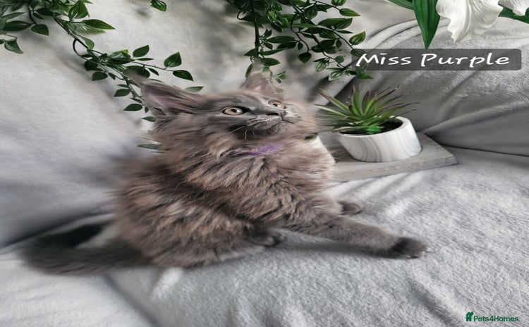 Maine Coon cats Beautiful Maine Coons  - Advert 4