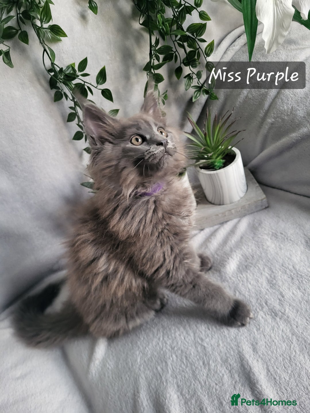 Maine Coon cats for sale: Beautiful Maine Coons  - Advert 1