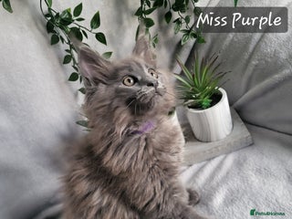 Maine Coon cats for sale: Beautiful Maine Coons - Advert 1